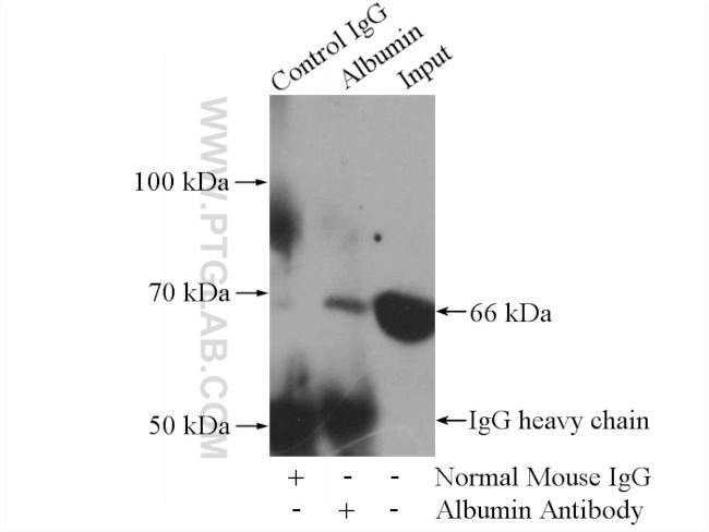 Albumin Antibody in Immunoprecipitation (IP)