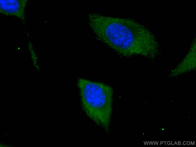 PA2G4 Antibody in Immunocytochemistry (ICC/IF)