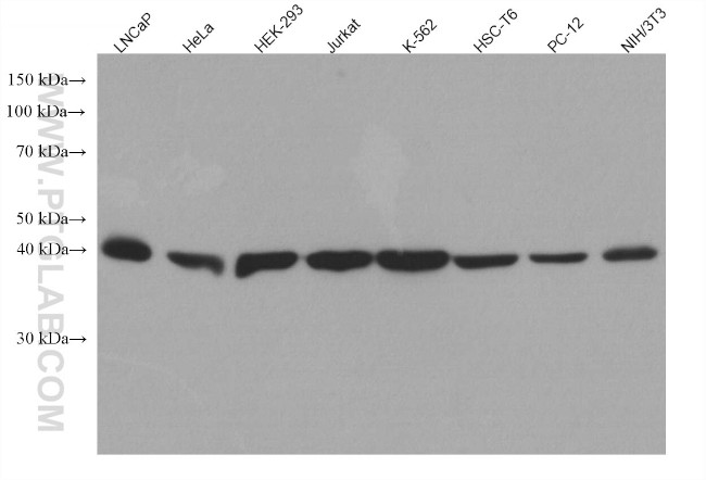 PA2G4 Antibody in Western Blot (WB)