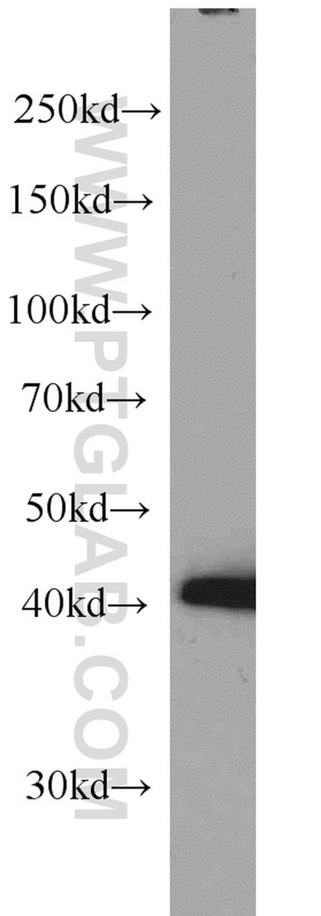 PA2G4 Antibody in Western Blot (WB)