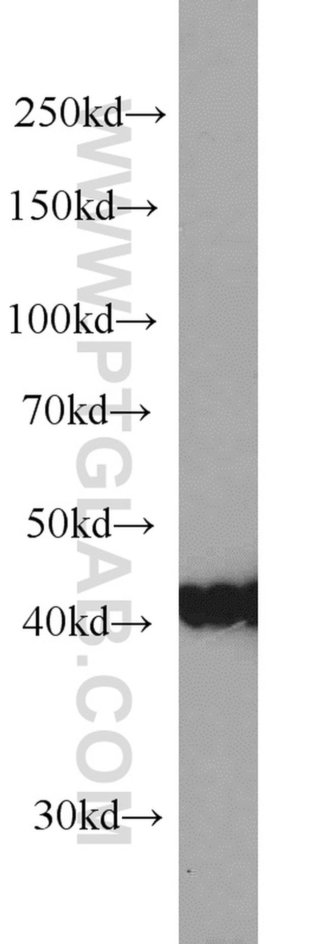 PA2G4 Antibody in Western Blot (WB)