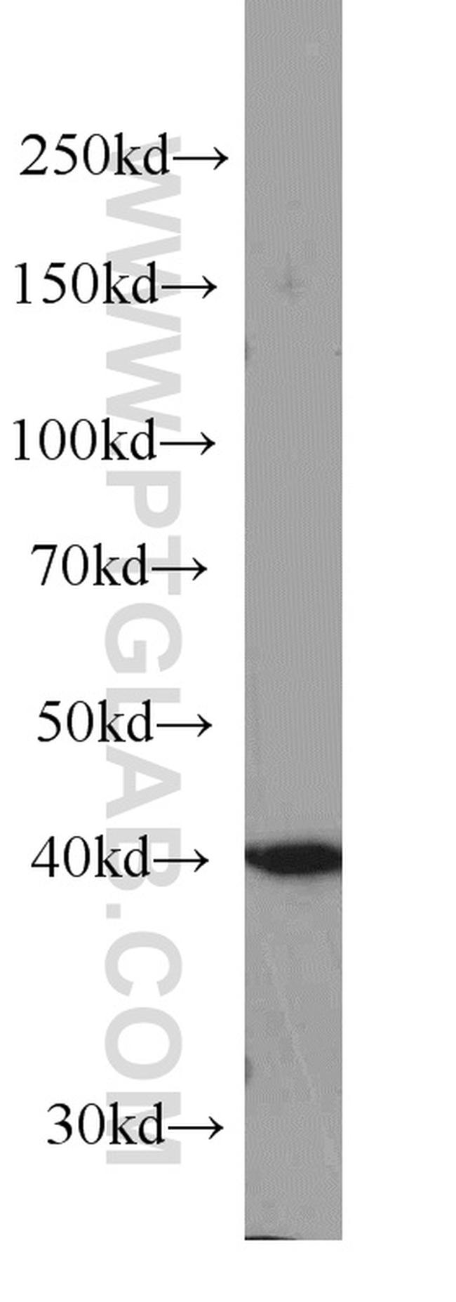 PA2G4 Antibody in Western Blot (WB)