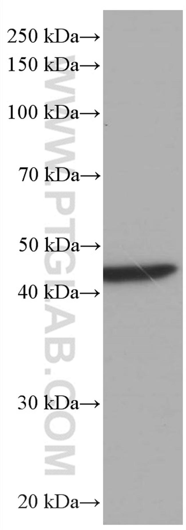 PA2G4 Antibody in Western Blot (WB)