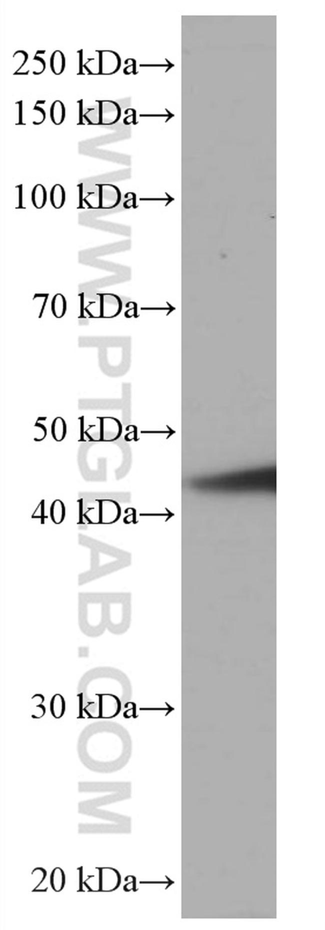 PA2G4 Antibody in Western Blot (WB)