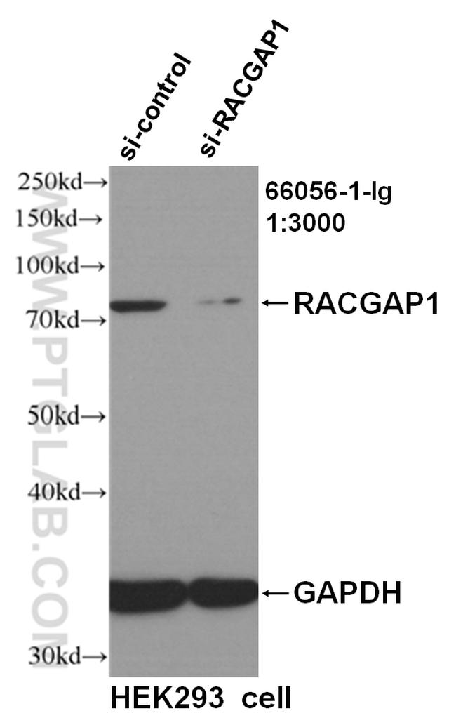 RACGAP1 Antibody in Western Blot (WB)