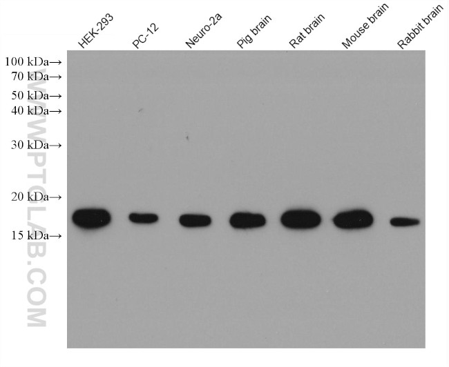 Cofilin Antibody in Western Blot (WB)