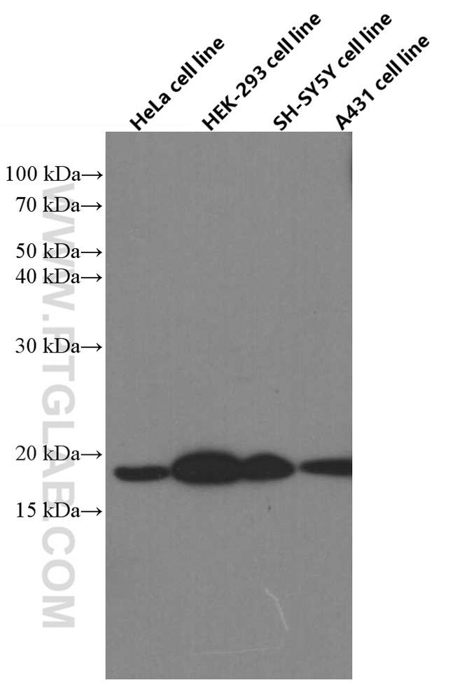 Cofilin Antibody in Western Blot (WB)