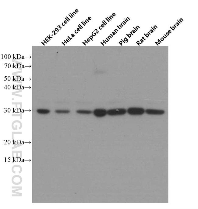 14-3-3 Antibody in Western Blot (WB)