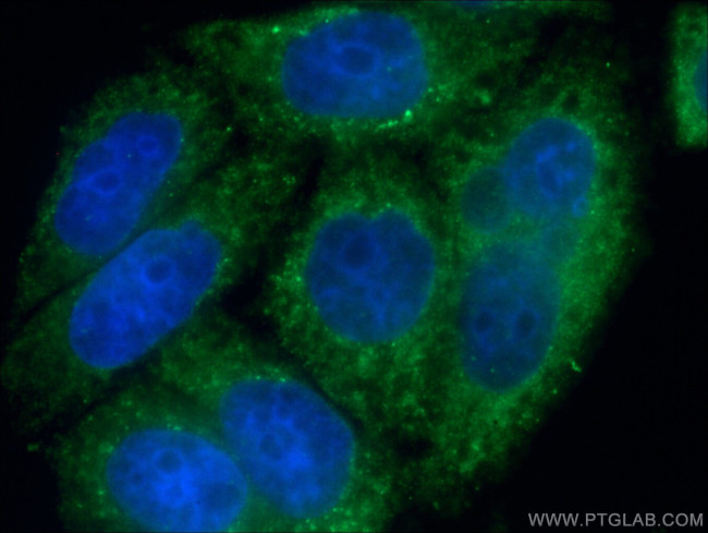 NTF2 Antibody in Immunocytochemistry (ICC/IF)