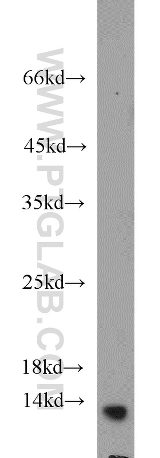 NTF2 Antibody in Western Blot (WB)