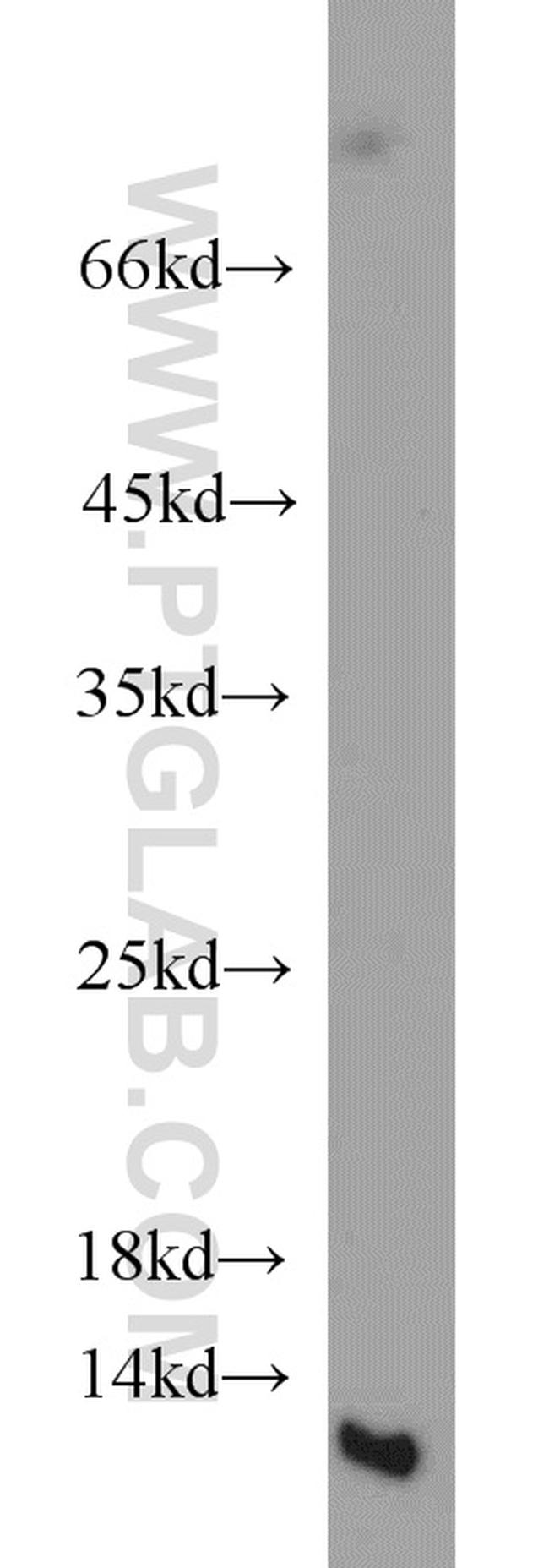 NTF2 Antibody in Western Blot (WB)