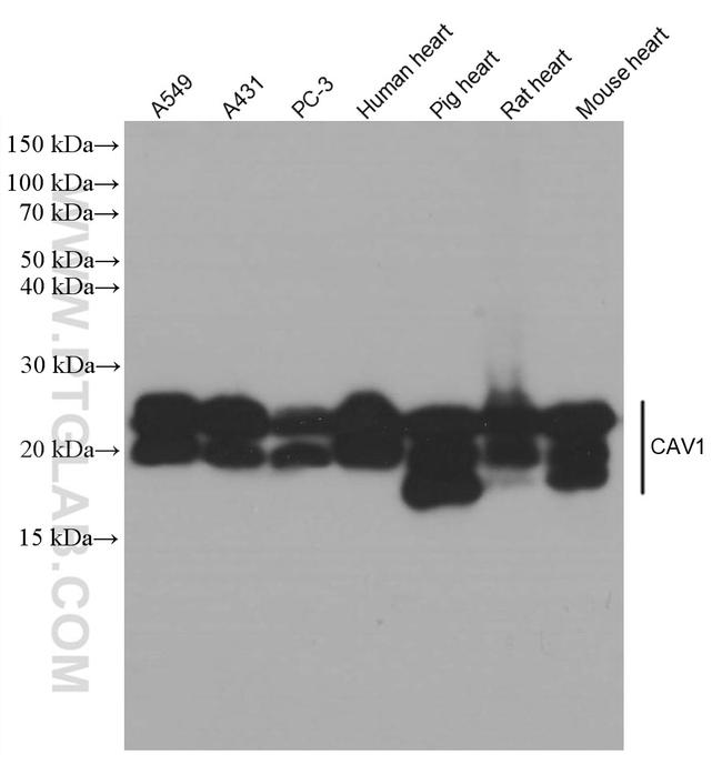 Caveolin-1 Antibody in Western Blot (WB)