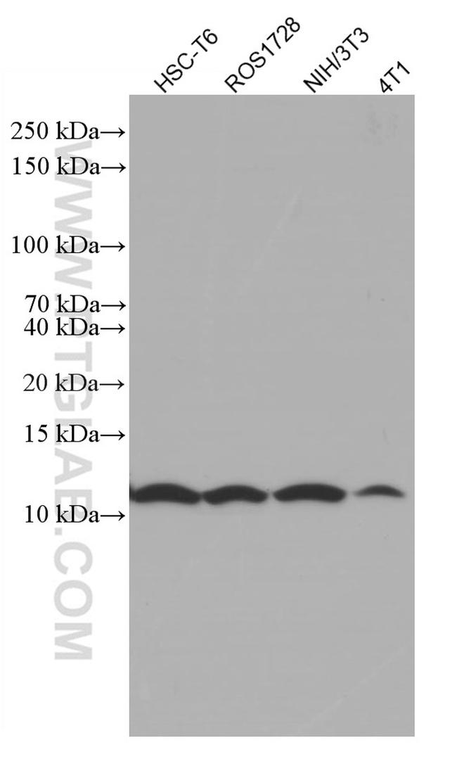 SRP9 Antibody in Western Blot (WB)