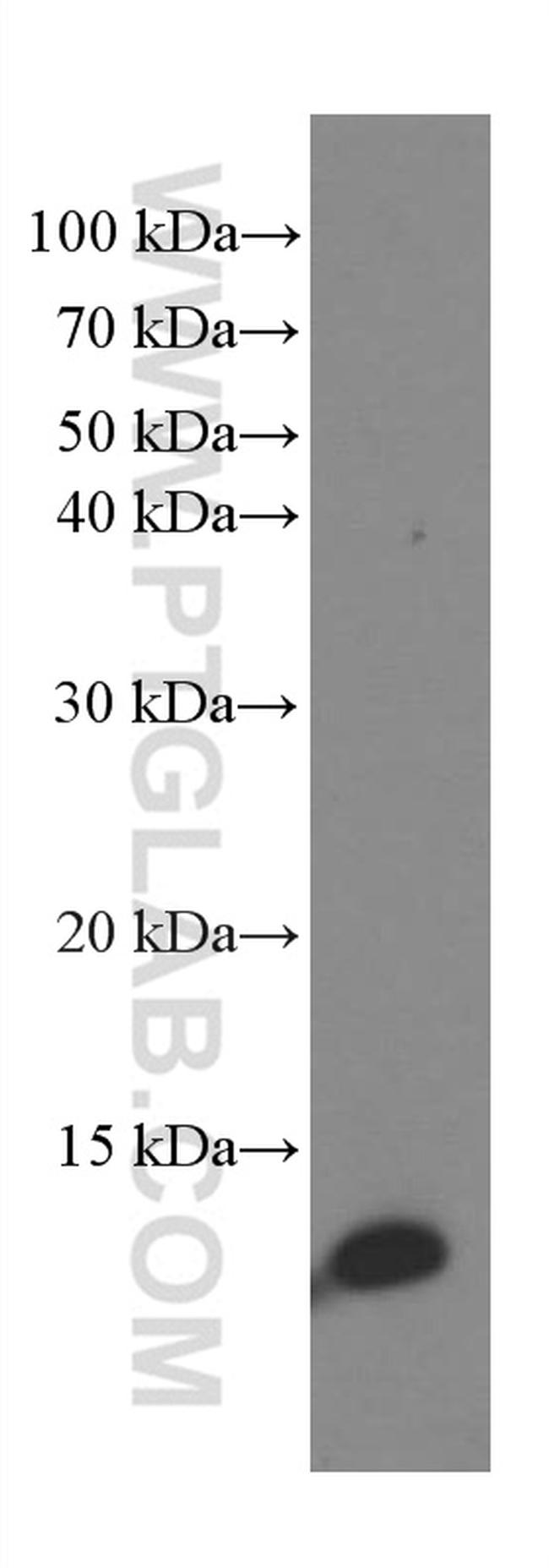 SRP9 Antibody in Western Blot (WB)