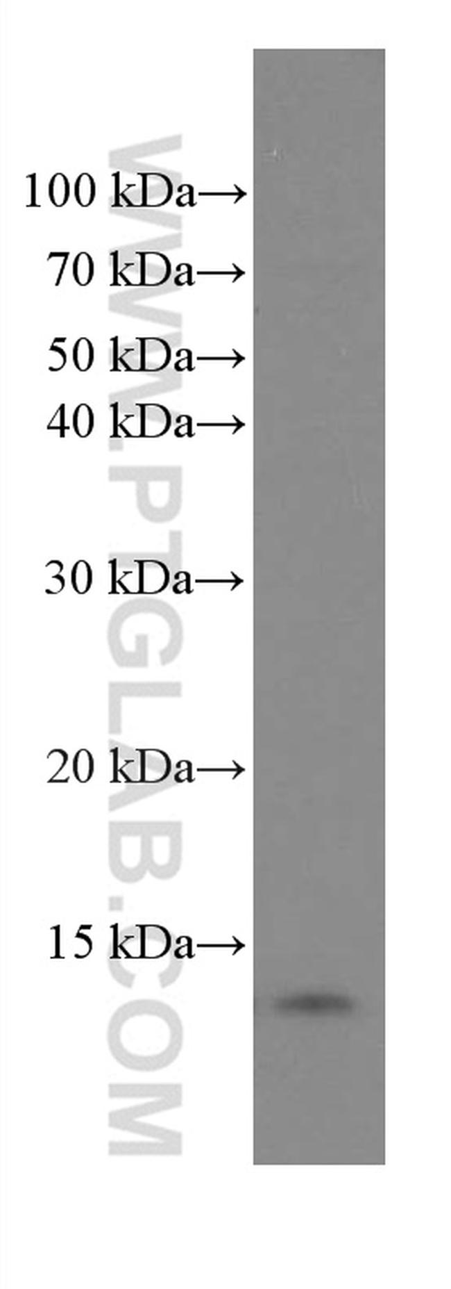 SRP9 Antibody in Western Blot (WB)