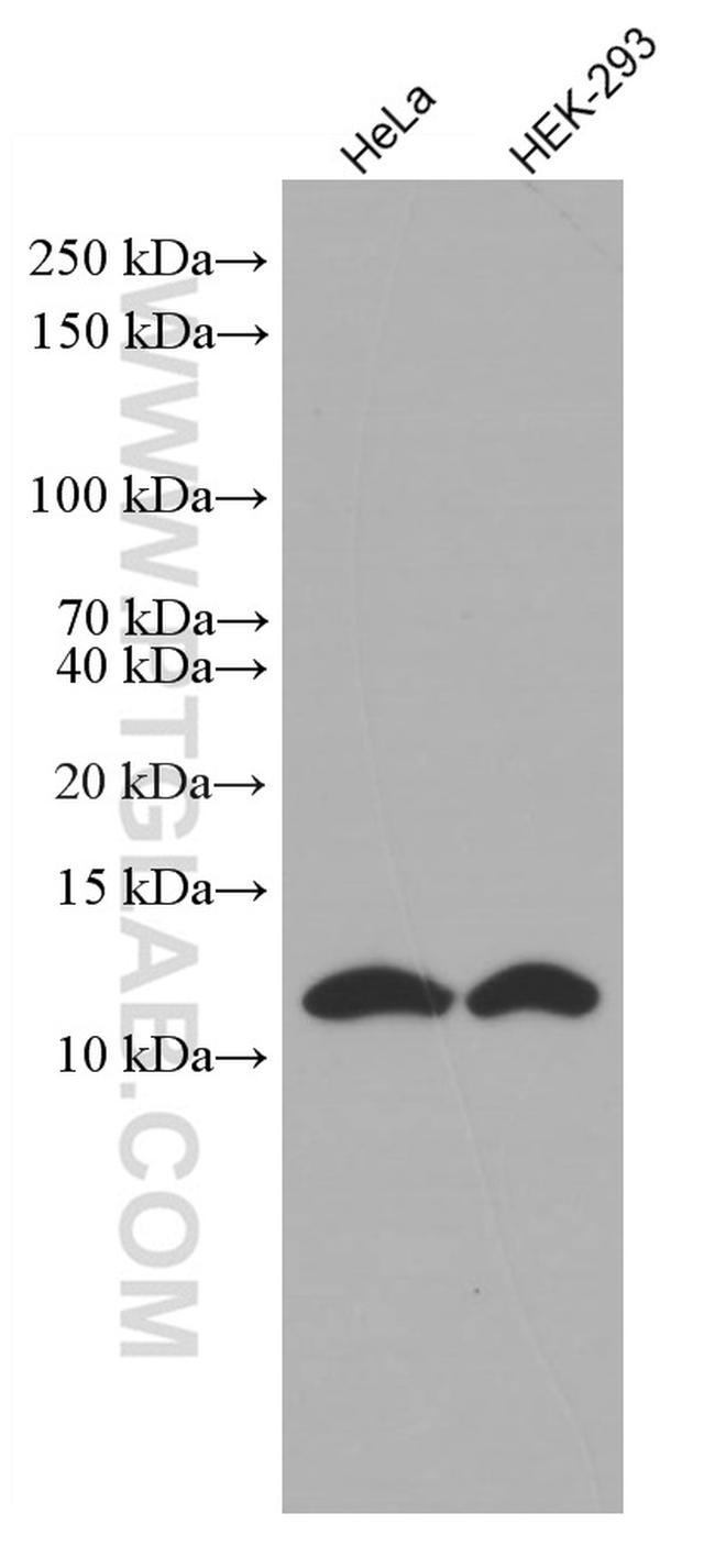 SRP9 Antibody in Western Blot (WB)