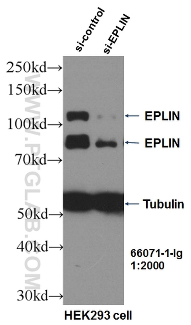 EPLIN Antibody in Western Blot (WB)