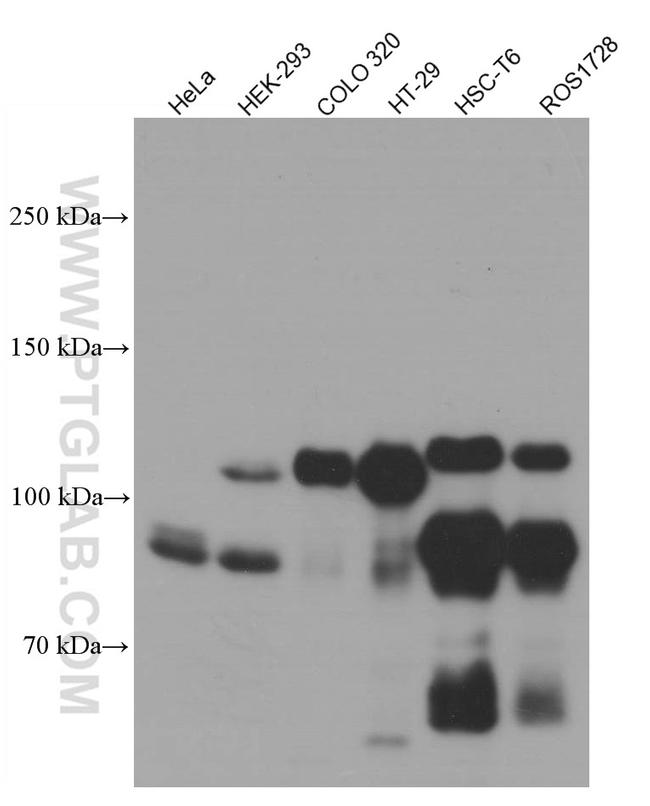 EPLIN Antibody in Western Blot (WB)