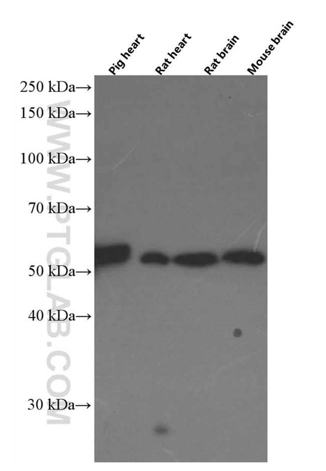 Apolipoprotein H Antibody in Western Blot (WB)