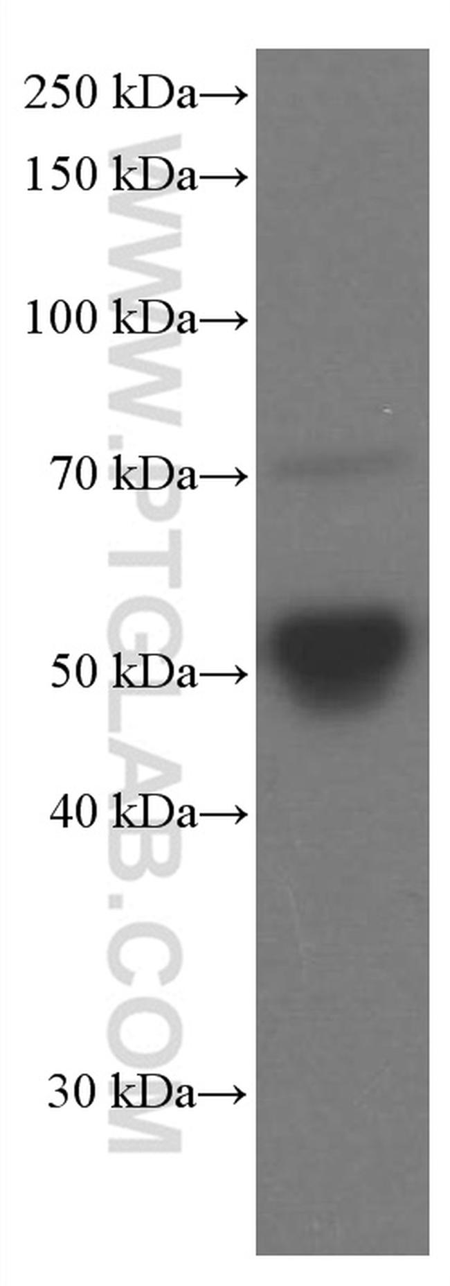 Apolipoprotein H Antibody in Western Blot (WB)