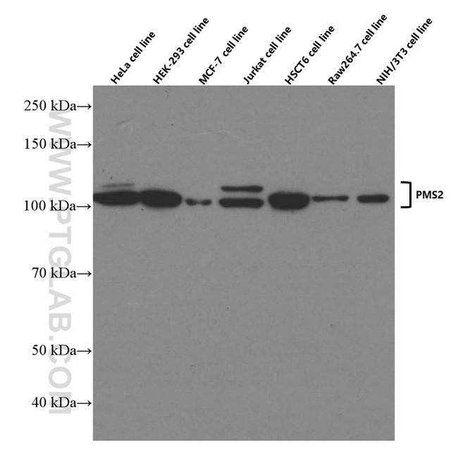 PMS2 Antibody in Western Blot (WB)