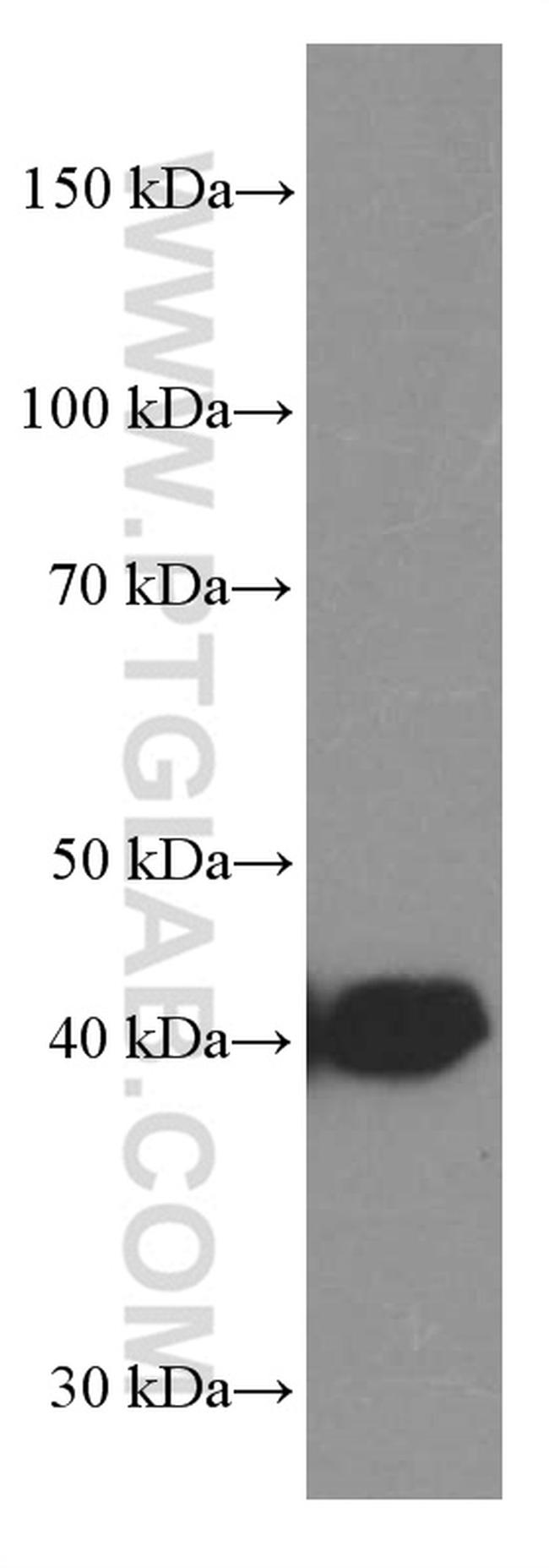 TTL Antibody in Western Blot (WB)