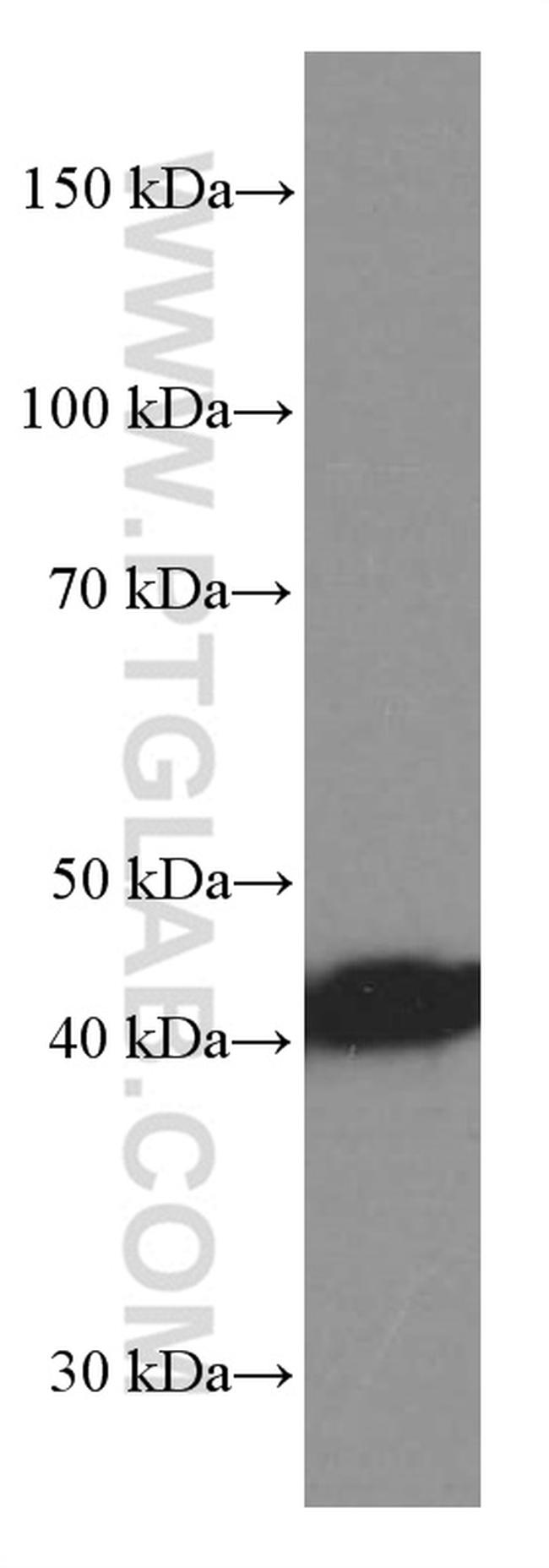 TTL Antibody in Western Blot (WB)