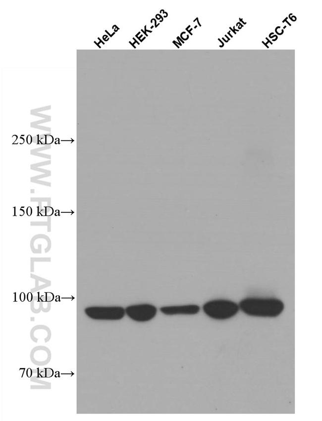 TELO2 Antibody in Western Blot (WB)