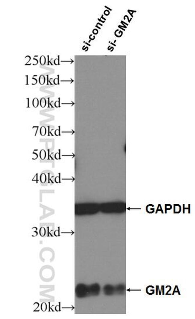 GM2A Antibody in Western Blot (WB)