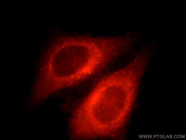 IFITM2/3 Antibody in Immunocytochemistry (ICC/IF)