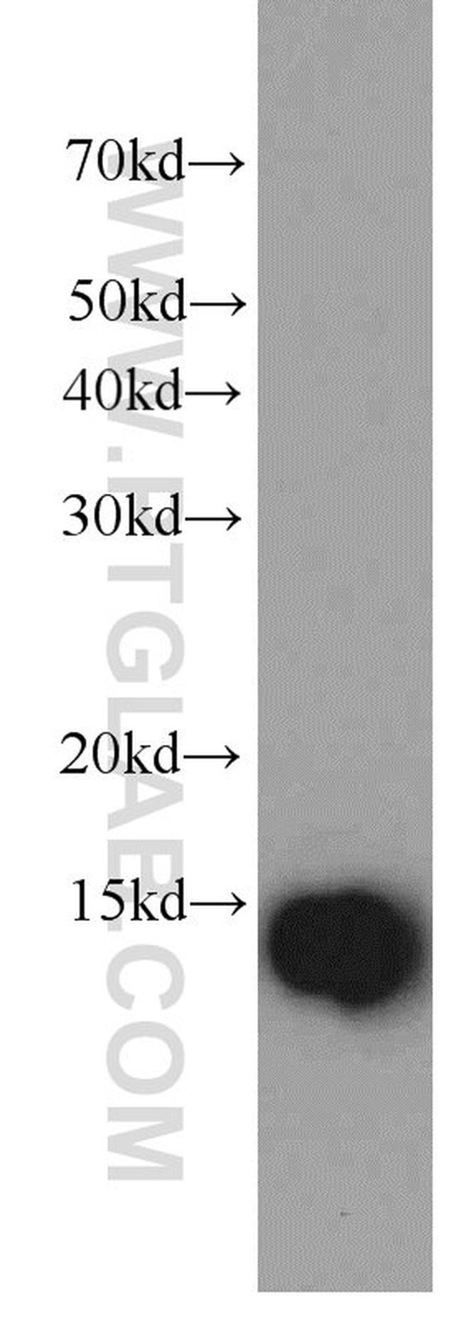 IFITM2/3 Antibody in Western Blot (WB)