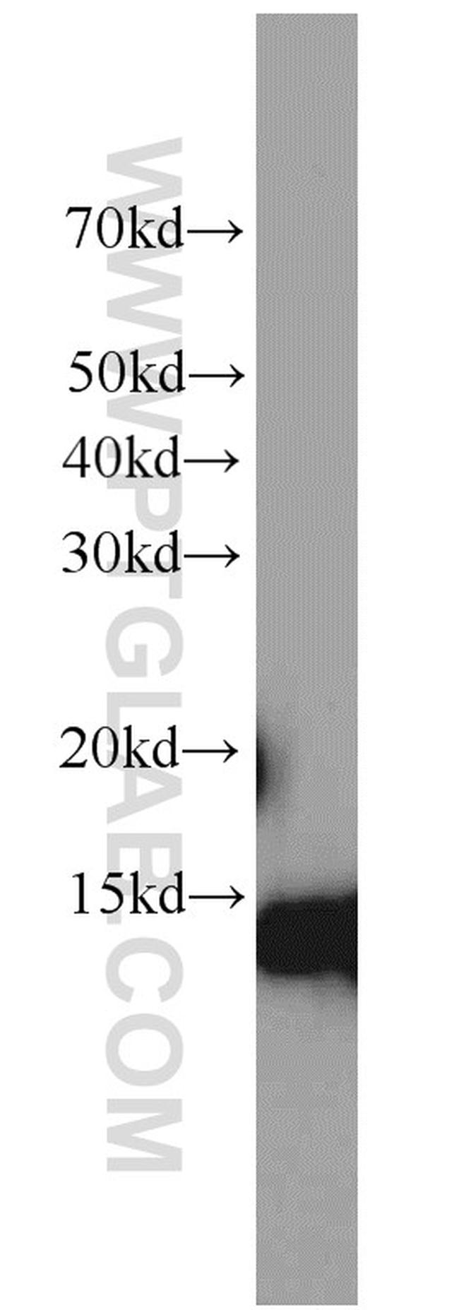 IFITM2/3 Antibody in Western Blot (WB)