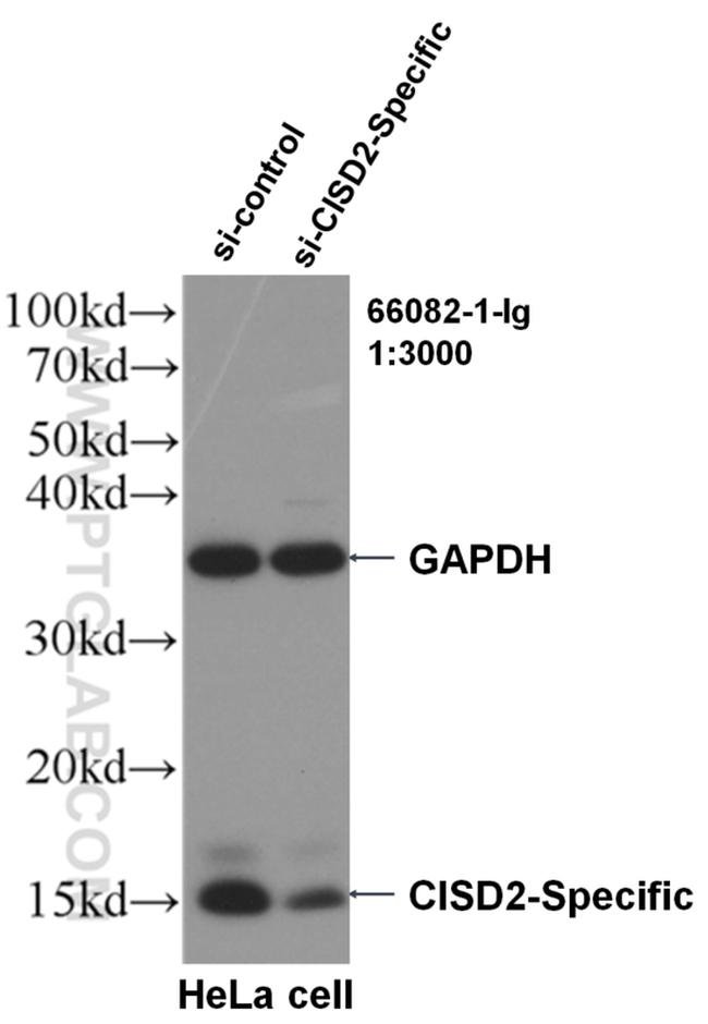 CISD2 Antibody in Western Blot (WB)