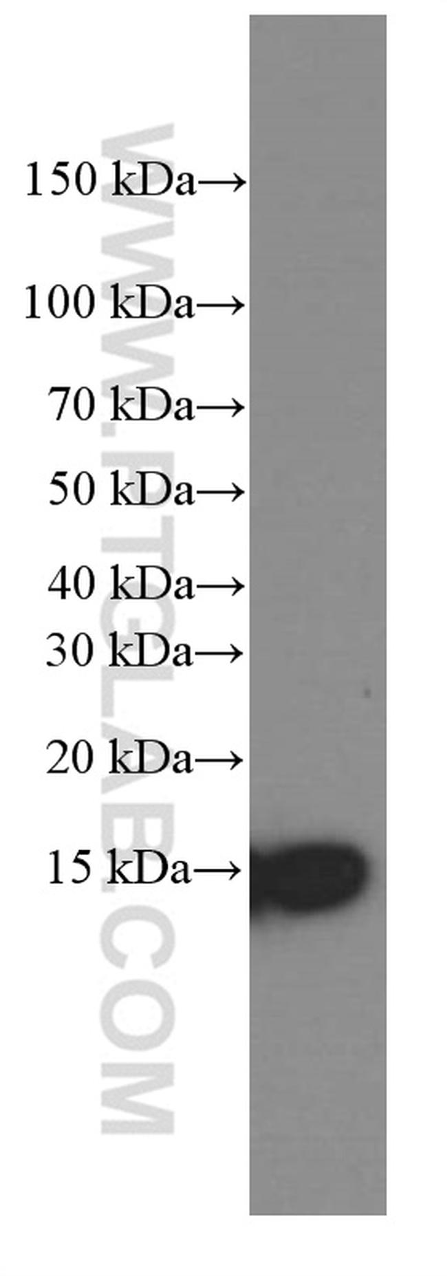 CISD2 Antibody in Western Blot (WB)