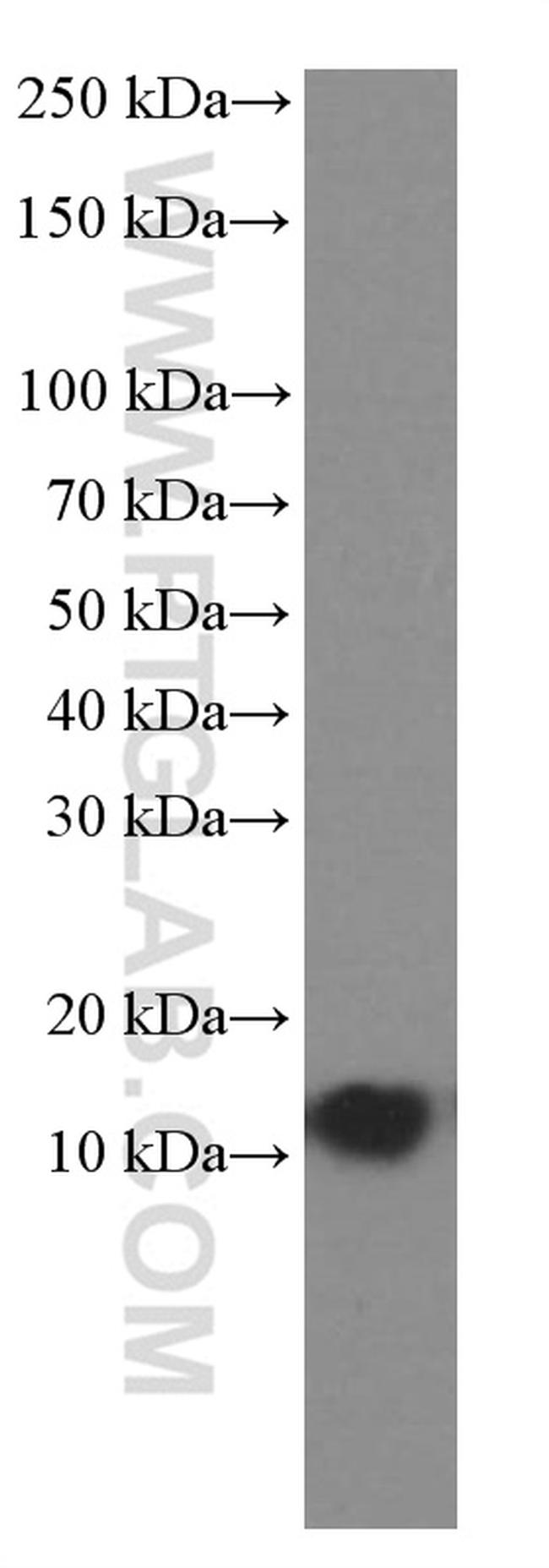 CISD2 Antibody in Western Blot (WB)