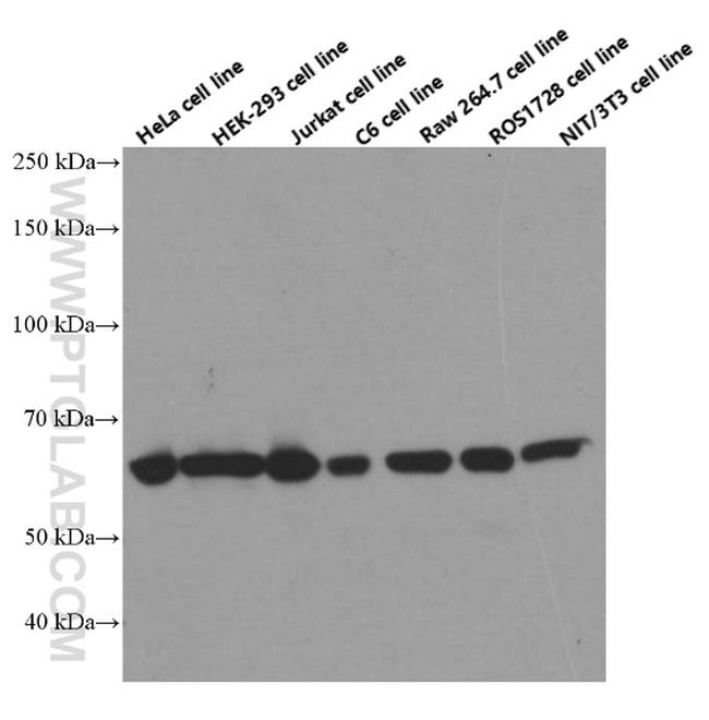 HDAC1 Antibody in Western Blot (WB)