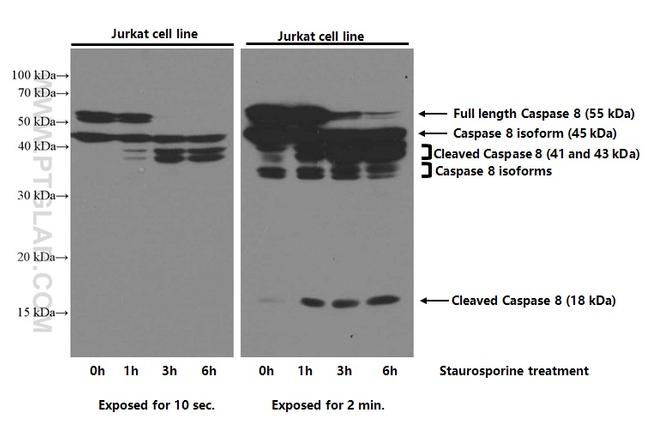 Caspase 8 Antibody in Western Blot (WB)