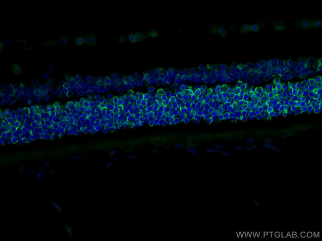 Lamin B1 Antibody in Immunohistochemistry (PFA fixed) (IHC (PFA))