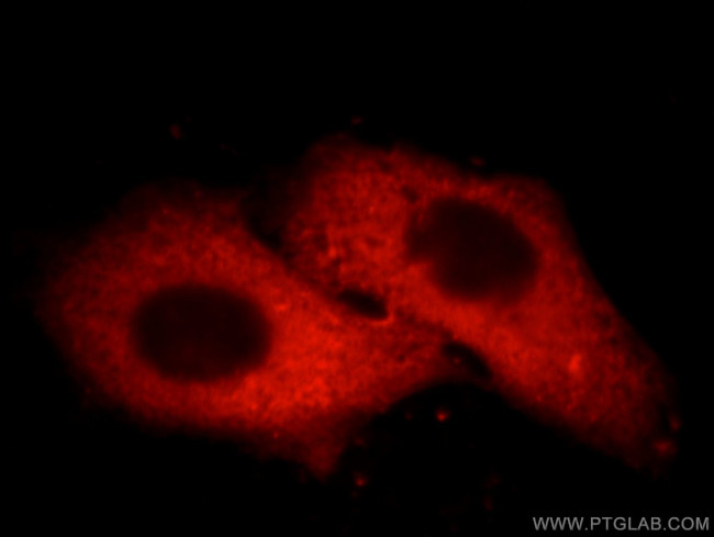 ORM1/2 Antibody in Immunocytochemistry (ICC/IF)