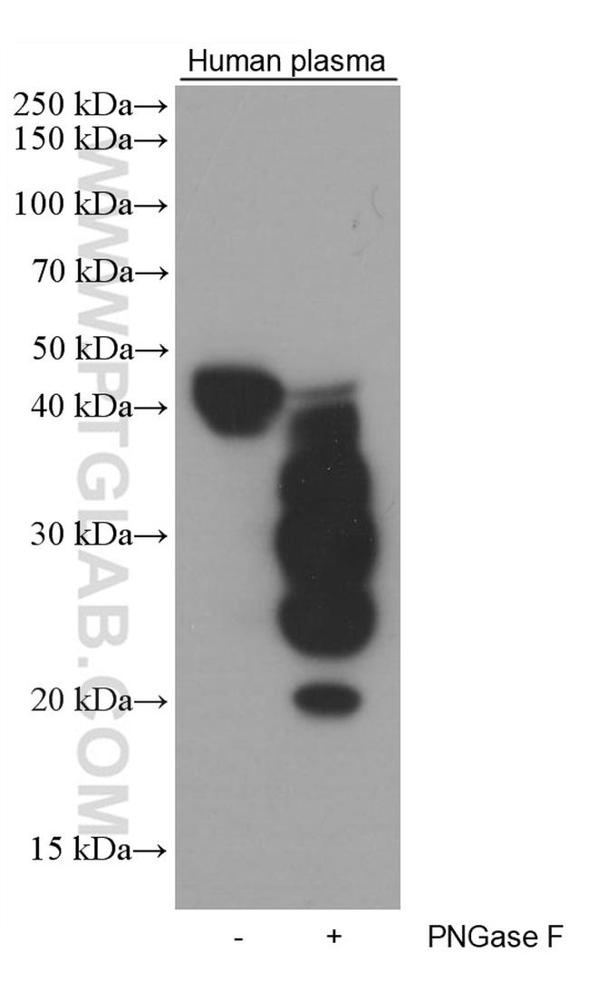 ORM1/2 Antibody in Western Blot (WB)