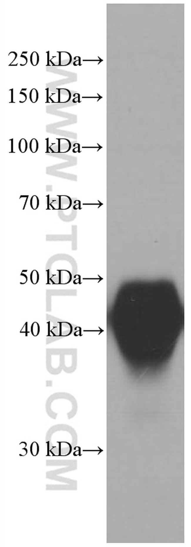 ORM1/2 Antibody in Western Blot (WB)