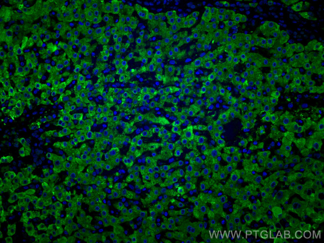 RBP4 Antibody in Immunohistochemistry (PFA fixed) (IHC (PFA))