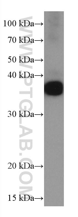 Clusterin Antibody in Western Blot (WB)