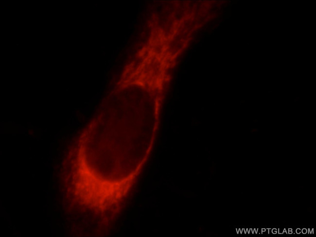 COXIV Antibody in Immunocytochemistry (ICC/IF)