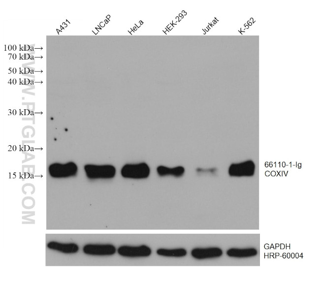 COXIV Antibody in Western Blot (WB)