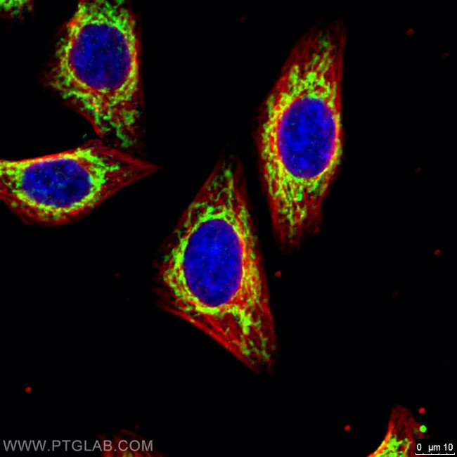 COXIV Antibody in Immunocytochemistry (ICC/IF)