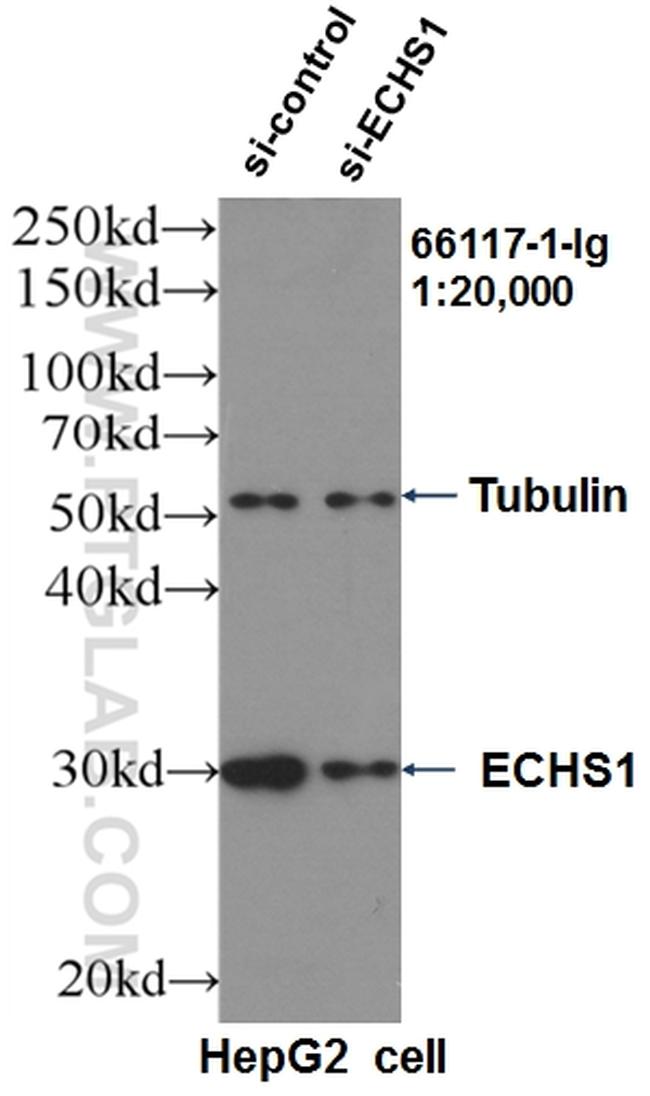 ECHS1 Antibody in Western Blot (WB)