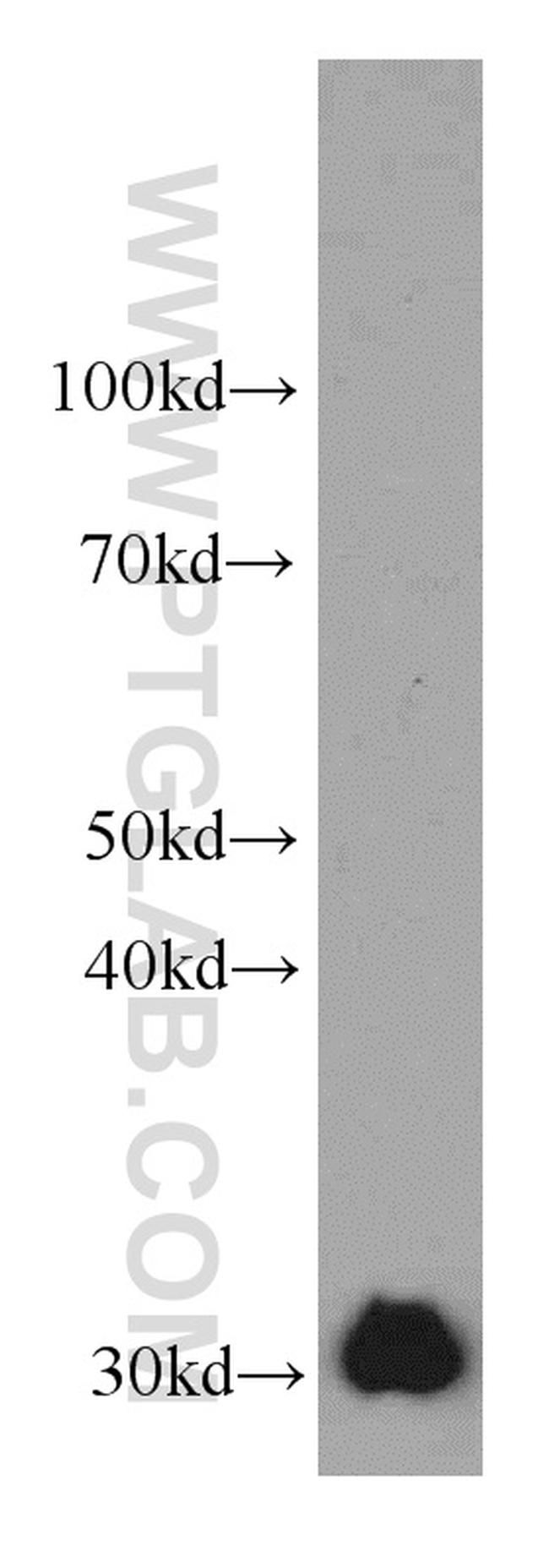 ECHS1 Antibody in Western Blot (WB)