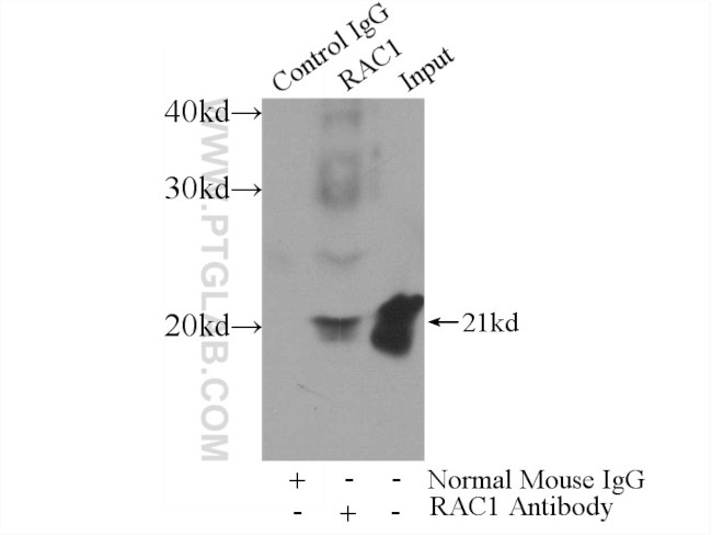 Rac1 Antibody in Immunoprecipitation (IP)