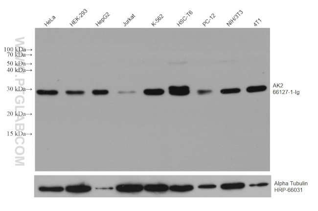 AK2 Antibody in Western Blot (WB)